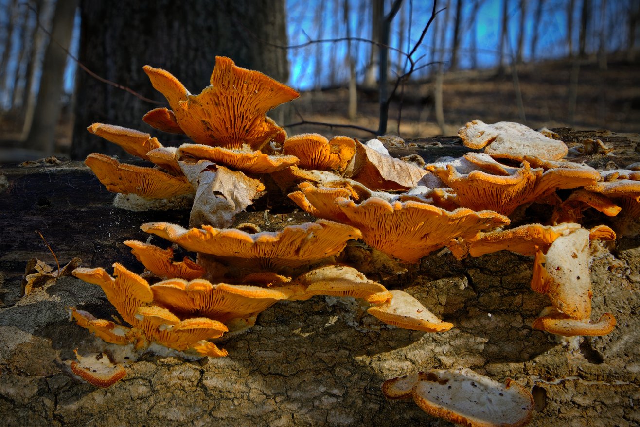 A cluster of vibrant orange shelf mushrooms, likely Chicken of the Woods (Laetiporus), growing abundantly on a decaying tree log. The mushrooms display fan-shaped caps with visible gills, ranging from bright orange to pale white, some showing signs of aging. A dry leaf rests among the fungi. The weathered, cracked wood supports the growth, while the background reveals a forest scene with bare trees against a blue sky, suggesting an autumn or early winter setting.